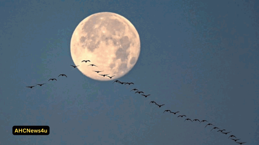 TOKYO: Japan's "Moon Rifleman" Enters Lunar Circle, Making ready for wonderful landing