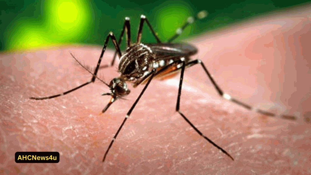 Dengue Cases Flood in Punjab: count number Compasses 15,060 - continue to be knowledgeable, continue to be secure!